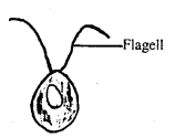 Class 11 Biology Important Questions Chapter 3 Plant Kingdom 9