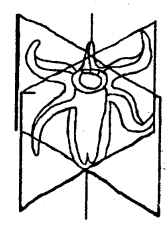 Class 11 Biology Important Questions Chapter 4 Animal Kingdom 1