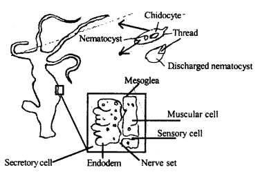 Class 11 Biology Important Questions Chapter 4 Animal Kingdom 10