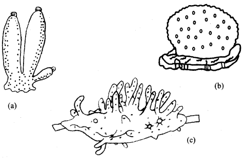 Class 11 Biology Important Questions Chapter 4 Animal Kingdom 21