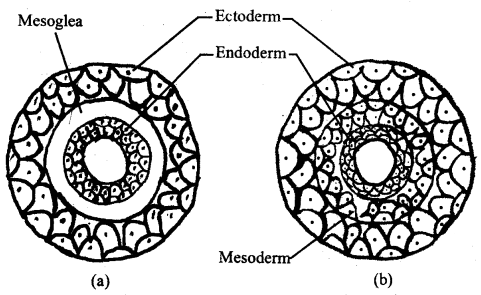 Class 11 Biology Important Questions Chapter 4 Animal Kingdom 3