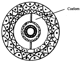 Class 11 Biology Important Questions Chapter 4 Animal Kingdom 4