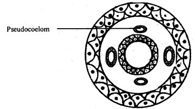 Class 11 Biology Important Questions Chapter 4 Animal Kingdom 5