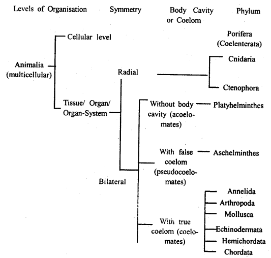 Class 11 Biology Important Questions Chapter 4 Animal Kingdom 7