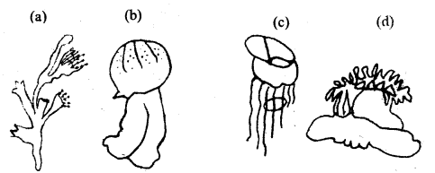 Class 11 Biology Important Questions Chapter 4 Animal Kingdom 8