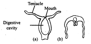 Class 11 Biology Important Questions Chapter 4 Animal Kingdom 9