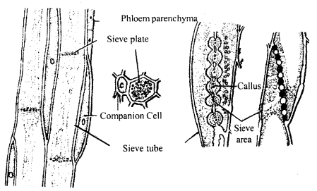 Class 11 Biology Important Questions Chapter 6 Anatomy of Flowering Plants 2