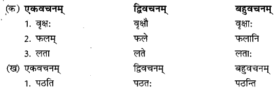 Class 6 Sanskrit Grammar Book Solutions लिङ्गम्, वचनम् तथा पुरुषः 1