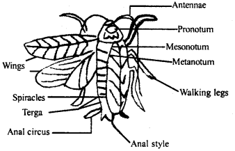 Structural Organisation in Animals Class 11 Important Extra Questions Biology 2