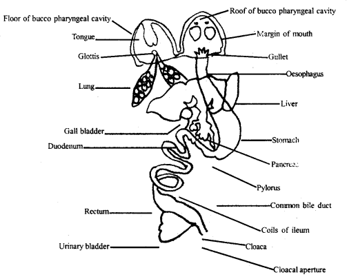 Structural Organisation in Animals Class 11 Important Extra Questions Biology 4