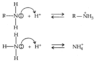 Amines Class 12 Notes Chemistry 16