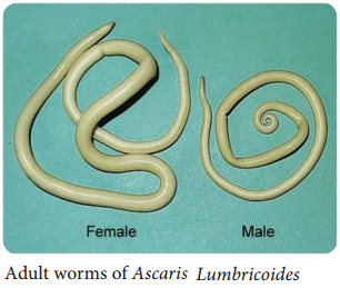 Lumbricoides ascaris Ascaris lumbricoides: