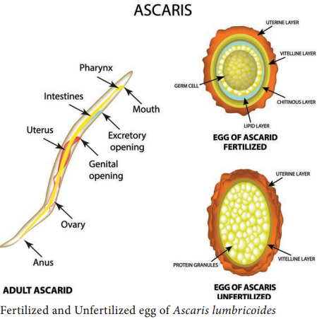 Ascaris Lumbricoides img 2