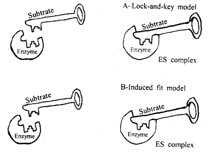 Biomolecules Class 11 Important Extra Questions Biology 11