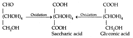 Biomolecules Class 12 Notes Chemistry 10