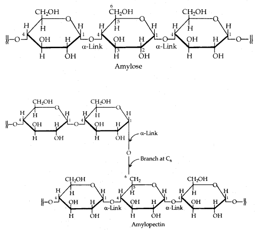 Biomolecules Class 12 Notes Chemistry 24