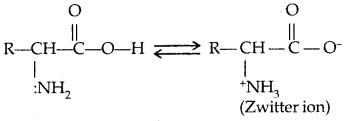 Biomolecules Class 12 Notes Chemistry 27