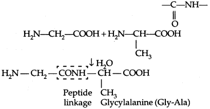 Biomolecules Class 12 Notes Chemistry 31