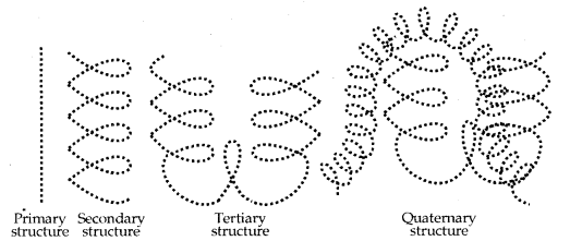 Biomolecules Class 12 Notes Chemistry 32