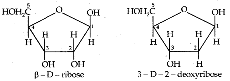 Biomolecules Class 12 Notes Chemistry 35