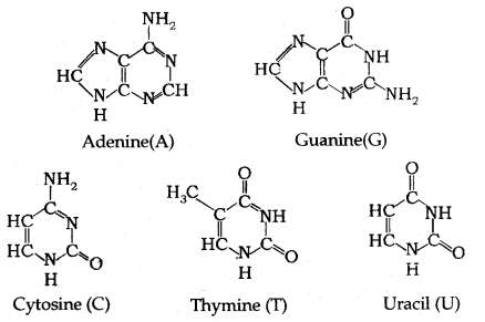 Biomolecules Class 12 Notes Chemistry 36