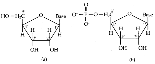 Biomolecules Class 12 Notes Chemistry 37