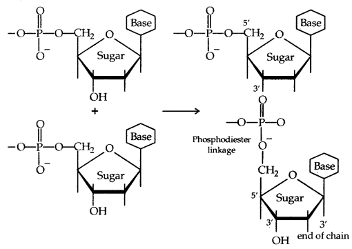 Biomolecules Class 12 Notes Chemistry 38