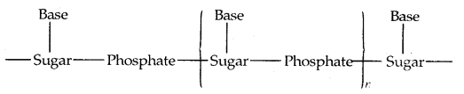 Biomolecules Class 12 Notes Chemistry 39