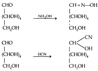 Biomolecules Class 12 Notes Chemistry 7