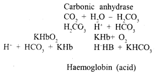 Breathing and Exchange of Gases Class 11 Important Extra Questions Biology 1