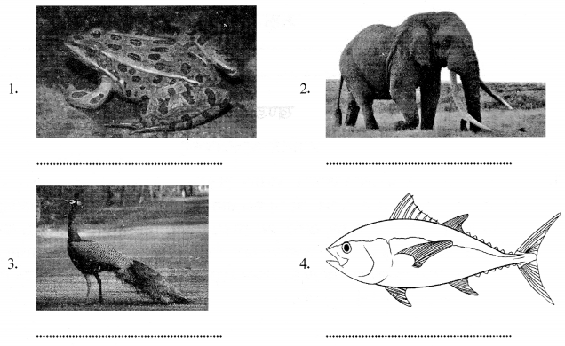 CBSE Class 6 Sanskrit Sample Paper Set 3 Q2