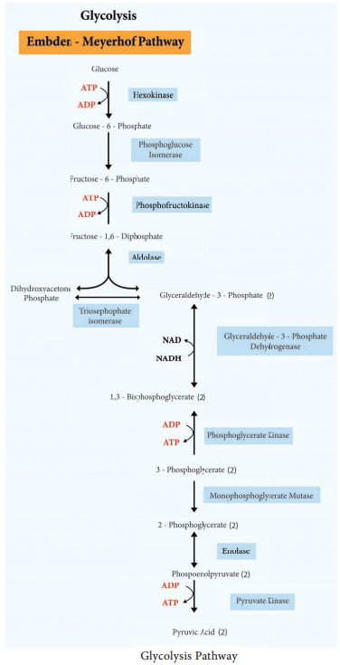 Carbohydrate Catabolism img 2