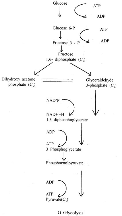 Cell Cycle and Cell Division Class 11 Important Extra Questions Biology 3