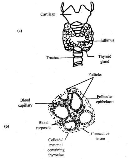 Chemical Coordination and Integration Class 11 Important Extra Questions Biology 1