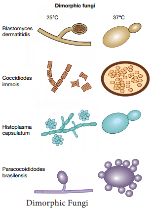 Classification of Fungi based on the Medical Mycology img 3