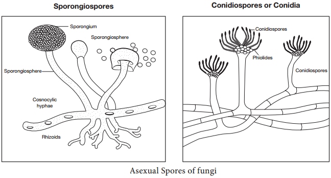 Classification of Fungi based on the Medical Mycology img 4