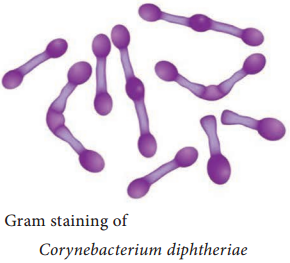 Corynebacterium diphtheriae img 2