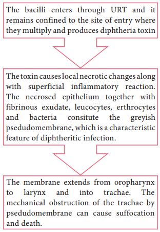 Corynebacterium diphtheriae img 3