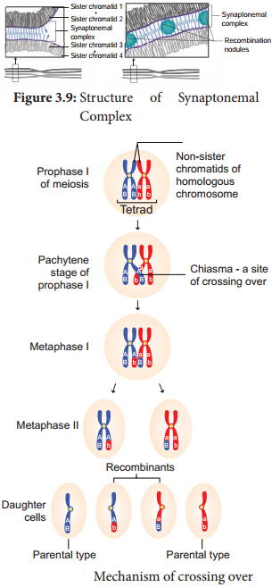 Crossing Over, Recombination And Gene Mapping img 1