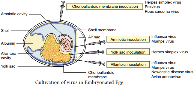 Cultivation of Viruses img 1