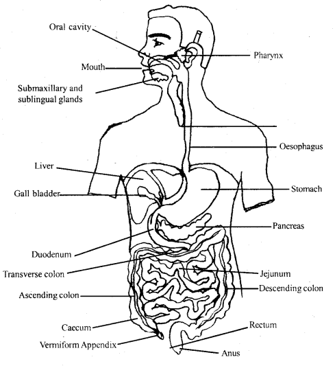 Digestion and Absorption Class 11 Important Extra Questions Biology 1