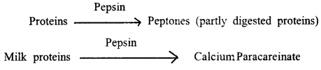 Digestion and Absorption Class 11 Important Extra Questions Biology 3