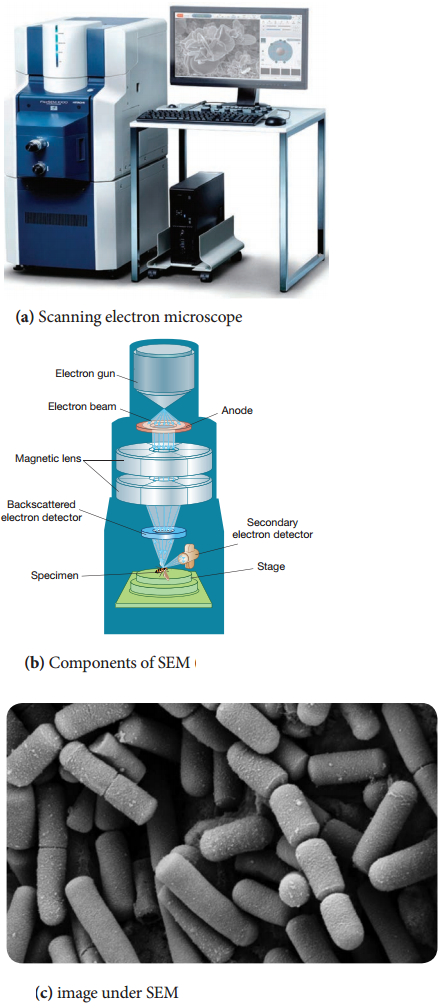 Electron Microscope - Definition, Principle, Parts, Uses img 3