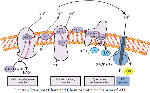 Electron Transport Chain img 1