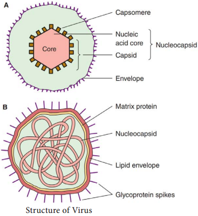 Evolutionary Origin of viruses img 1