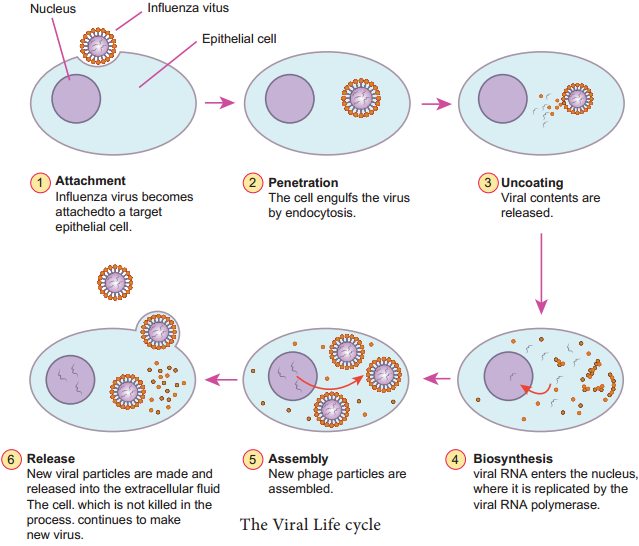 Evolutionary Origin of viruses img 2