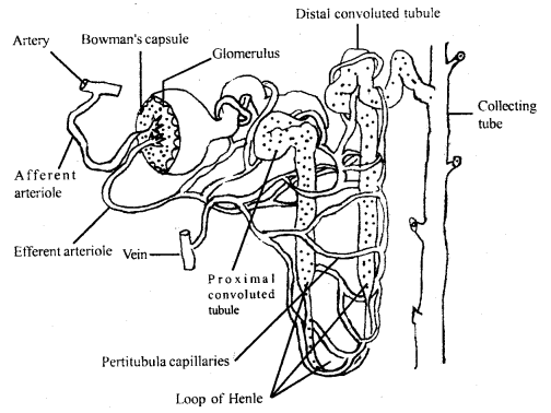 Excretory Products and their Elimination Class 11 Important Extra Questions Biology 1