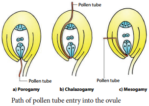 Fertilization of Asexual and sexual Reproduction in Plants img 2