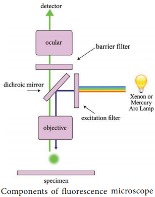 Fluorescence Microscope - Definition, Principle, Parts, Uses img 2