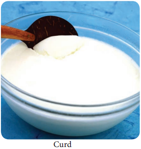 Food Microbiology of Curd and its Uses img 1